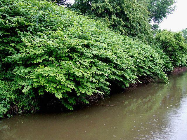 Cleaning up soil and water with plants