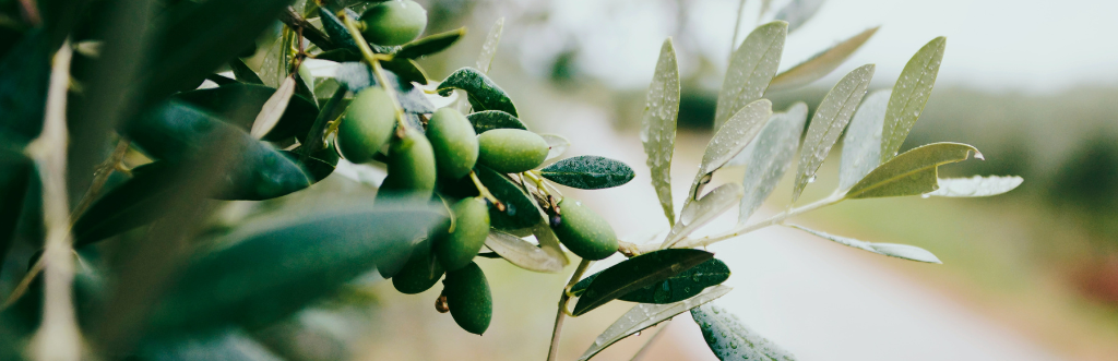 Agriculture and indirect migrant labour exploitation