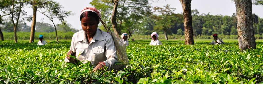 Kenya tea pickers go to court