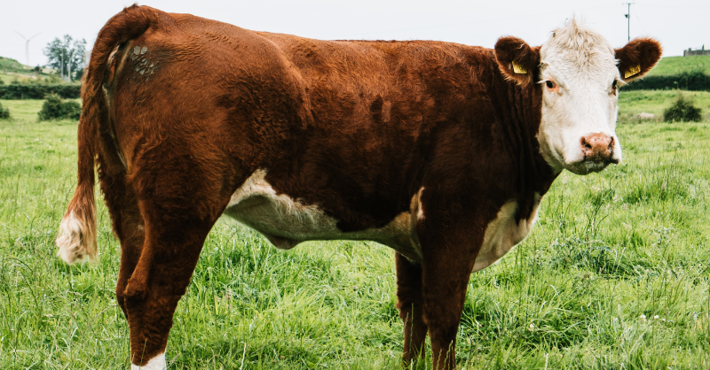 Is veganuary a good move?