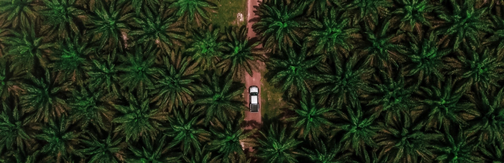 Is the outlook for palm oil getting better?