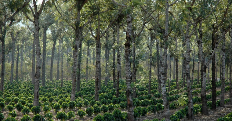 Coffee, deforestation and new supply chains