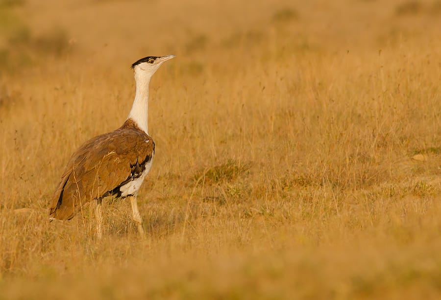 KlimaSeniorinnen, the Great Indian Bustard and Insurance.