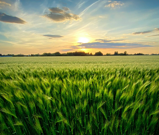 Clean ammonia - the decarbonised future of fertiliser