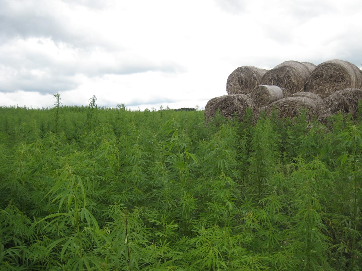 Hemp as a transition material?