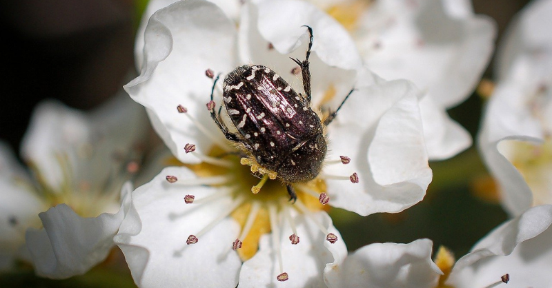 Why we need to protect insect populations