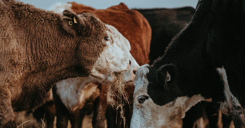 Sunday Brunch: not every sustainability decision is an either/or