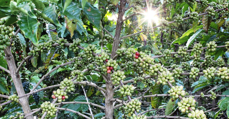 Food companies, sustainability and financial risk