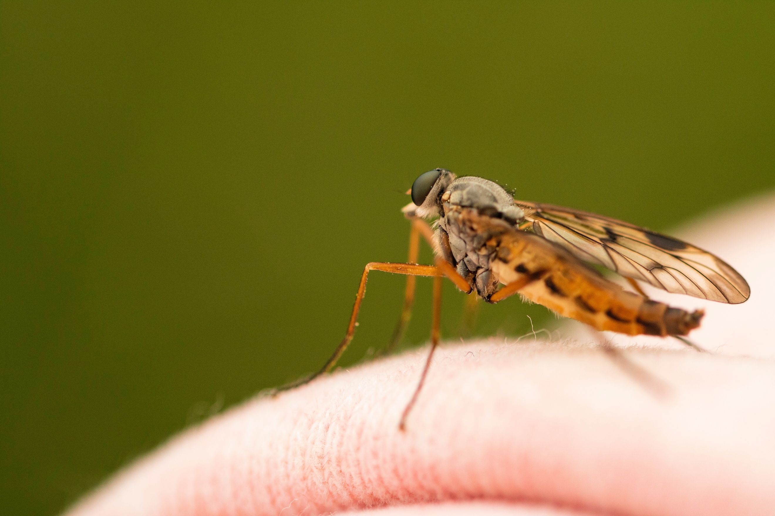 Tropical diseases beyond the Tropics