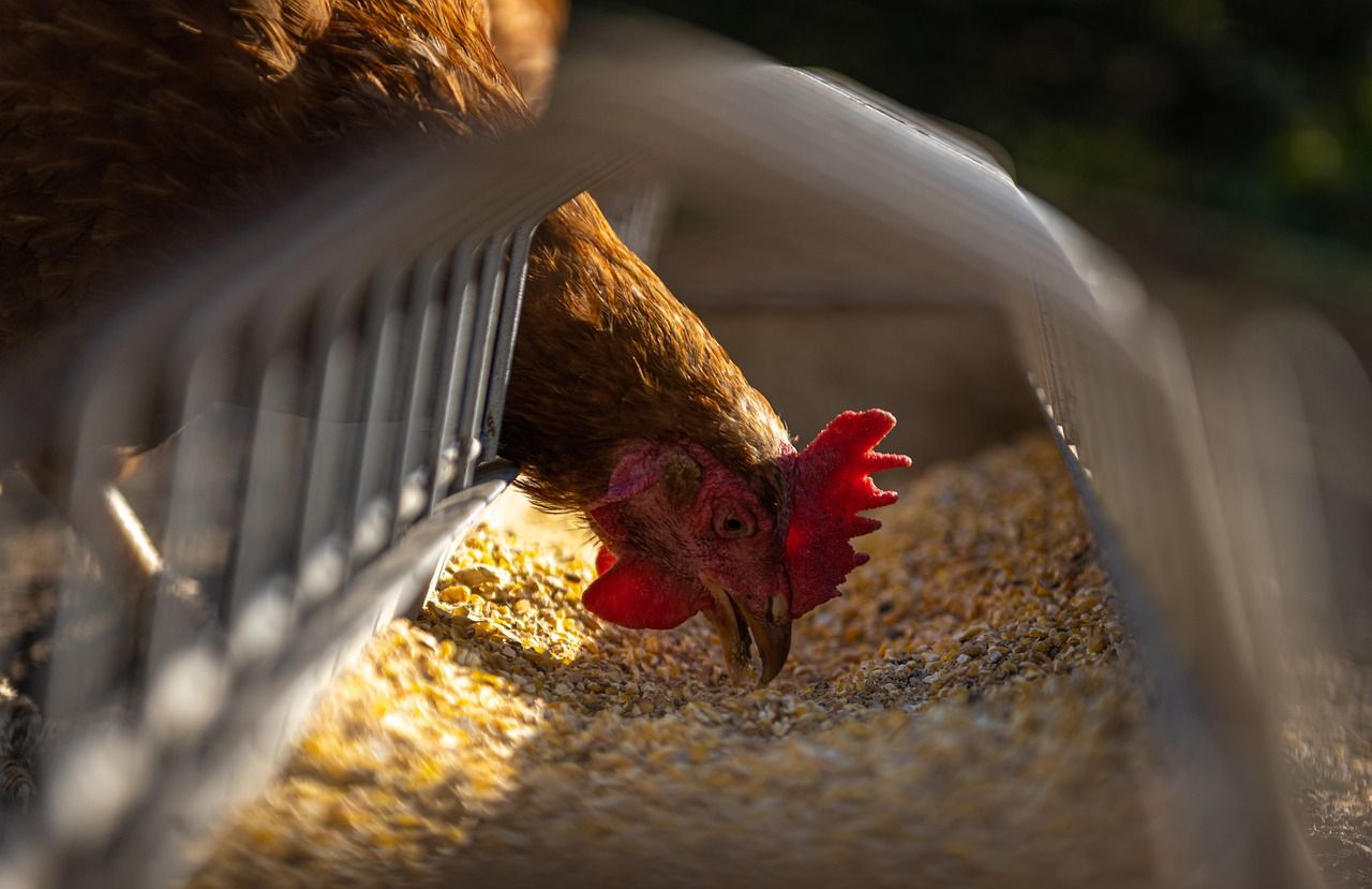 Feed animals differently = feed an extra billion+