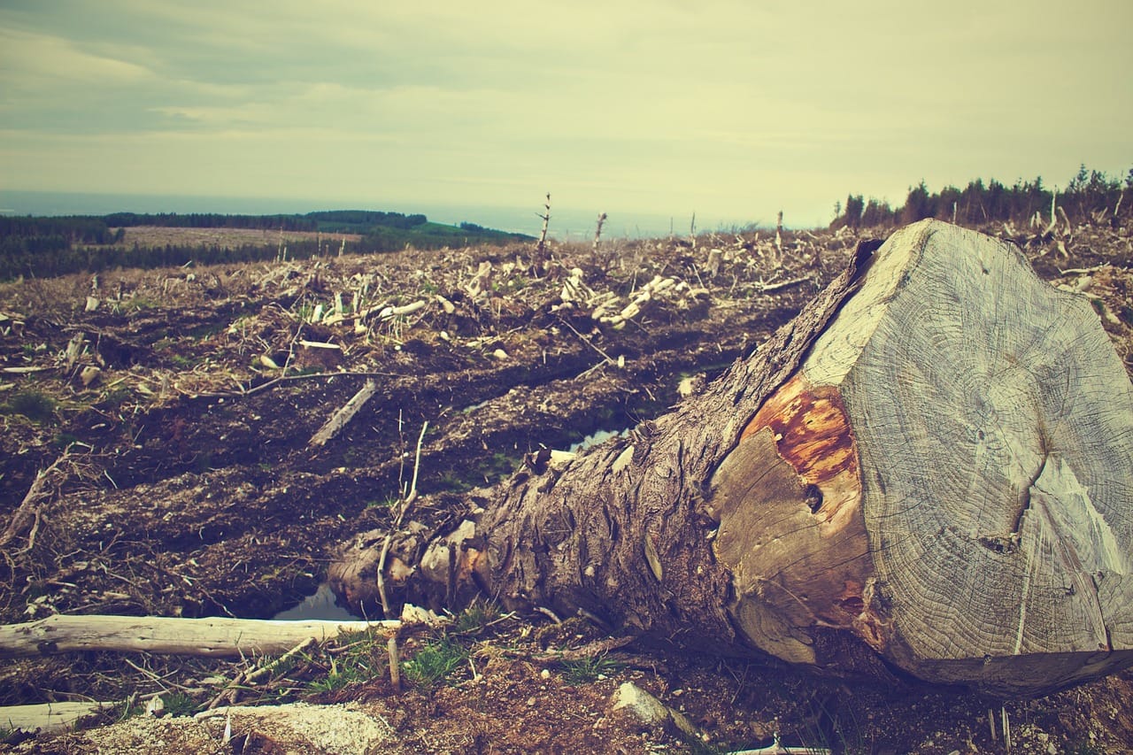Deforestation - promises promises promises