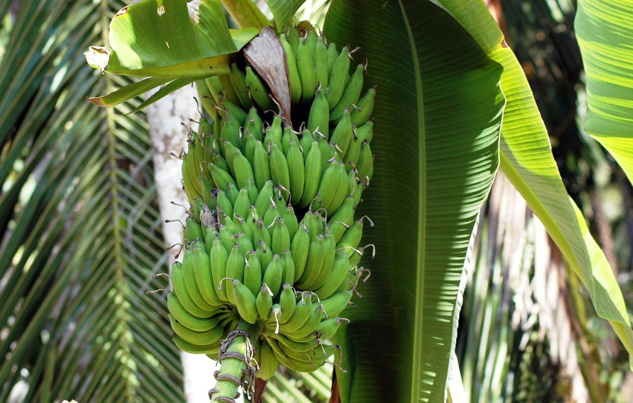 Sunday Brunch: Climate extremes, food supply & bananas