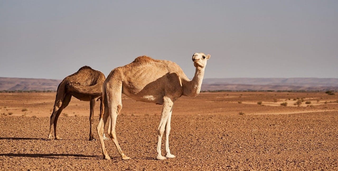 Sunday Brunch: Climate adaptation is bigger than you think